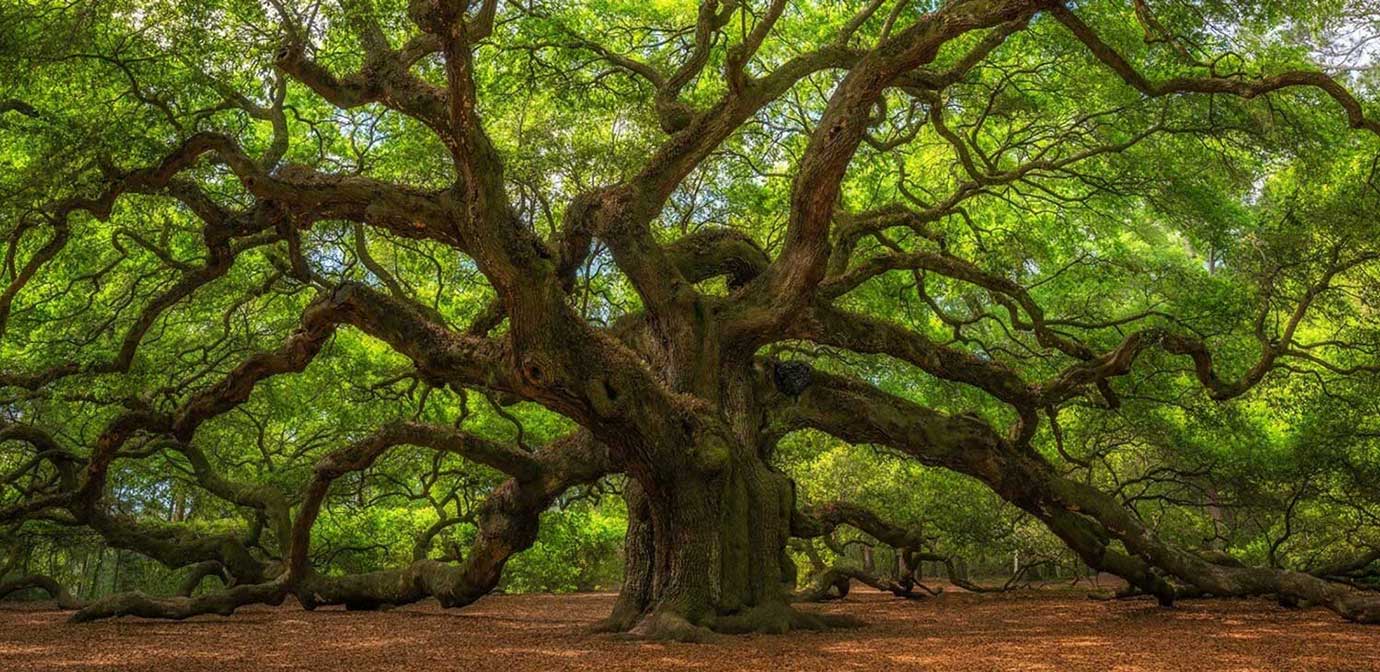 slide_03_oak_tree